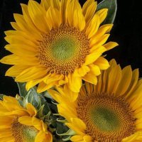 Traci Longacre (@tracilongacre) 's Twitter Profile