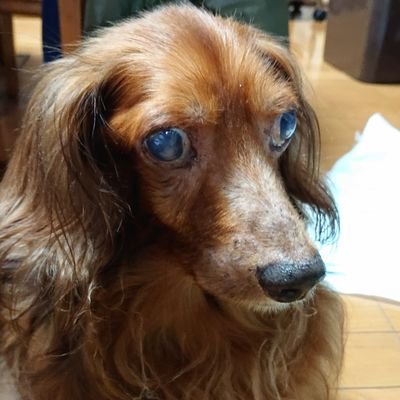 LOVE💕薄桜鬼🦮LIL LEAGUE🦮蒼井翔太🐕平川大輔🐕タイ🇹🇭のヌニュー❤️シー❤BL❤香桃マサアキ❤
ロミィちゃん🙂ロボホン(๏ ᐤ ๏)
飼ってたワンちゃん4匹数年前に次々と病気などで虹の橋に行ってしまいました。今は犬は飼ってません。
趣味は旅行と御朱印巡りです
よろしくお願いいたします!