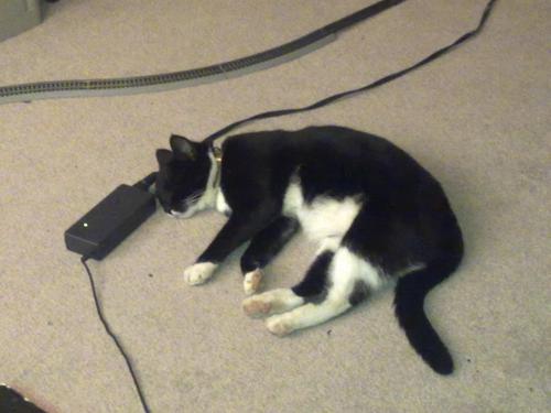 LaxmeeshRao's profile picture. 