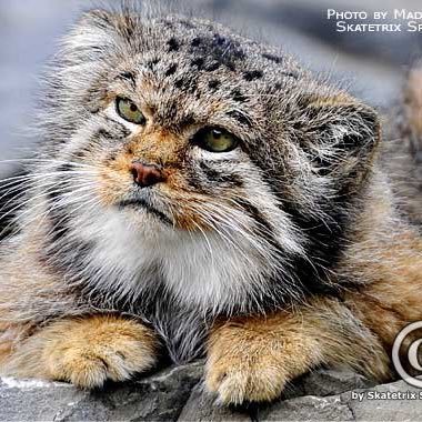 stylewired's profile picture. 