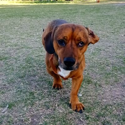 madre de cuatro perros 🐕❤️