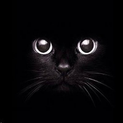 NzhadSjad's profile picture. 