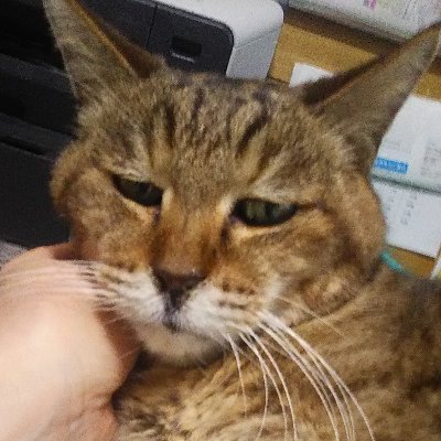 shiva0922's profile picture. 美しいもの可愛いもの生き物化け物大好き。
最近また絵を描き始めた。近視乱視老眼白内障でも、液タブとクリスタのおかげで、アナログに近い感覚でかくことができる。技術の進歩はありがたい。