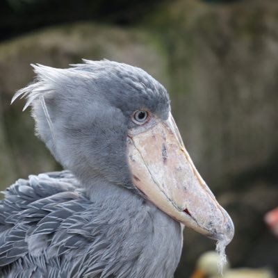 koubokua's profile picture. 片田舎の公僕。勤続10年くらい。あることないこと呟くかも