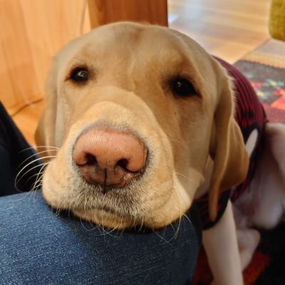 younosuke38's profile picture. ちょっと面白いことを！
火球、流れ星・・・とにかく撮れればアップしてます。