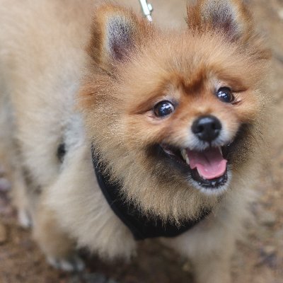 alsrb791479's profile picture. no1 BabyAzuki