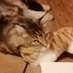 Anita🐈🐳 (@anita197511) Twitter profile photo Anita🐈🐳 (@anita197511) Twitter profile photo