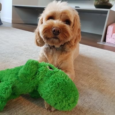 biheng's profile picture. 