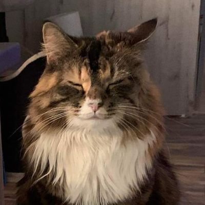 pysiewiczt's profile picture. 🇵🇱🇺🇦