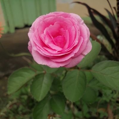 Babybench10's profile picture. Be bless and be a blessed to others.
 #SUPERFAMILY