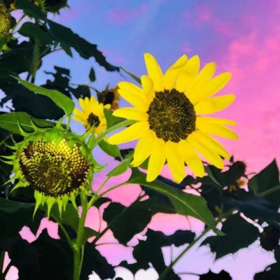 akpoling's profile picture. Mom, Animal lover, French Bulldog enthusiast, Gator Football loving, Advertising Professional, Avid Gardner, and Amateur cook! UF’91