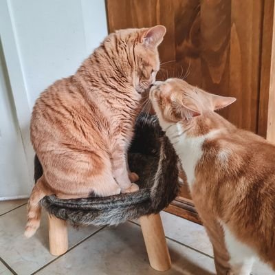 Oli & Pixou 🧡 Amoureuse des chats roux 😻 Blog sur le chat ⬇️