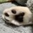 たまこのアイコン