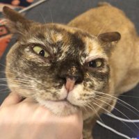 platypussy (@platypus5y) 's Twitter Profile