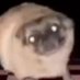 Mega.noob (@ghisingneshan) Twitter profile photo Mega.noob (@ghisingneshan) Twitter profile photo