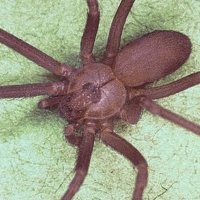 Recluse S (@recluses9) 's Twitter Profile