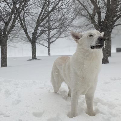 A canine good citizen of the United States.