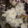 atttasan's profile picture. それだけです。