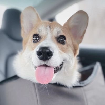 Welcome to our #corgi lover page.This page is dedicated to all #corgi Lovers and owners....