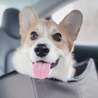 Corgi Lovers3 (@lovers3corgi) 's Twitter Profile
