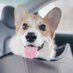 Corgi Lovers3 (@Lovers3Corgi) Twitter profile photo