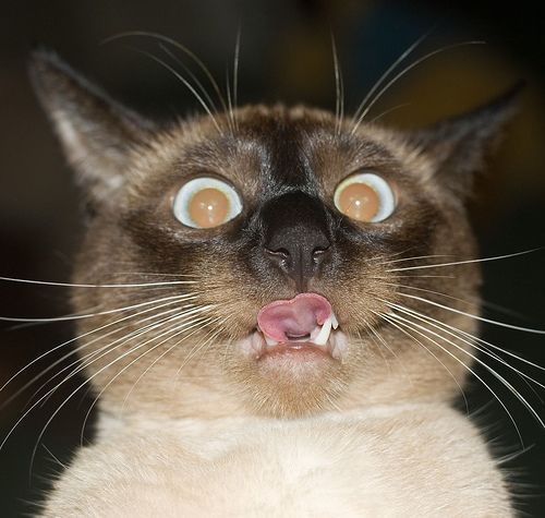 Amoasei's profile picture. Meaw! ;-)