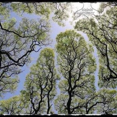 KoerHasan's profile picture. 