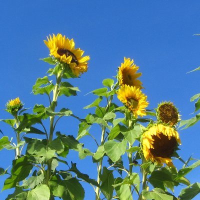 aaltomm's profile picture. Oman elämäni keynote speaker.