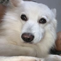 Rufus the Good Boy (@rufusgoodboy) 's Twitter Profile