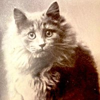 Pet History since 1800 (@pethistories) 's Twitter Profile