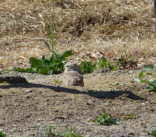 Bay area community scientist learning about burrowing owls and the health of the San Francisco Bay and peninsula.