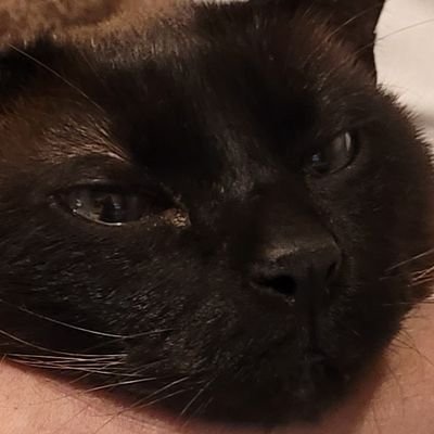 Bastianuss's profile picture. IT