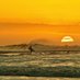 SurfSurvivor (@surf_survivor) Twitter profile photo SurfSurvivor (@surf_survivor) Twitter profile photo