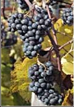 NortonGrapeWine's profile picture. Proudly restoring Virginia wines to world renown & celebrating the homecoming of Norton - The Real American Grape! ® Wines made at VA's own Chrysalis Vineyards.