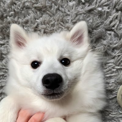 StitchSpitz's profile picture. I’m Stitch, Japanese Spitz Pup. I love exploring and learning, follow my fun! 🐾💙 #JapaneseSpitz #StitchSpitz #SpitzLife #dogsoftwitter