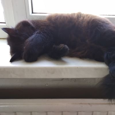 YatsanR's profile picture. устала как собака!