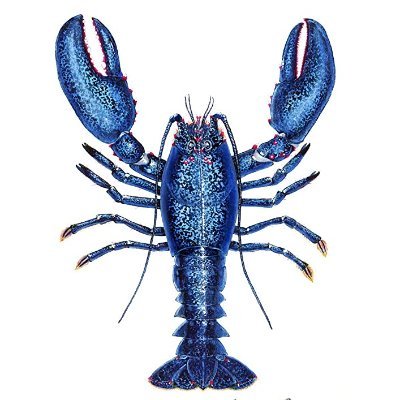 lobster_nanny Profile Picture