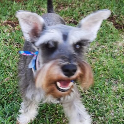 LoboGrisBl's profile picture. Solo vengo a patear chairos