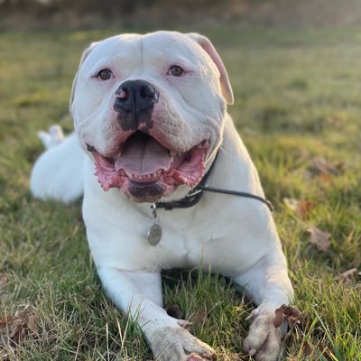 I’m Buster! I was rescued from Dogs Trust when I was 10 weeks old & now live my best life with my family. I’m cheeky, mischievous & cute - or so I’ve been told!