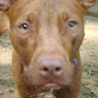 Waggin' Train Rescue (@waggintrainresc) 's Twitter Profile