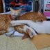miaw (@f_1me) Twitter profile photo miaw (@f_1me) Twitter profile photo