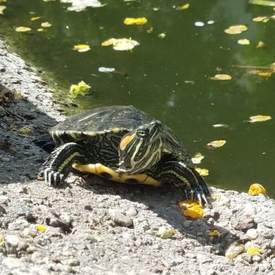 Caltech_Turtles's profile picture. The Caltech Turtle Club is student organization united in our mutual love for the turtles at the on-campus Turtle Pond. 🐢https://t.co/dFGcpfaNfH