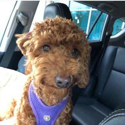 I’m a 2 year old mini poodle who loves food and everyone! Let’s be friends!