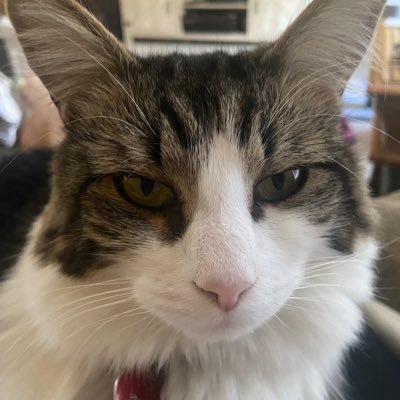 Mamalou223's profile picture. 