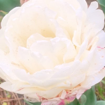 ぐぅ (@guuuuuuuu2072) / Posts / X