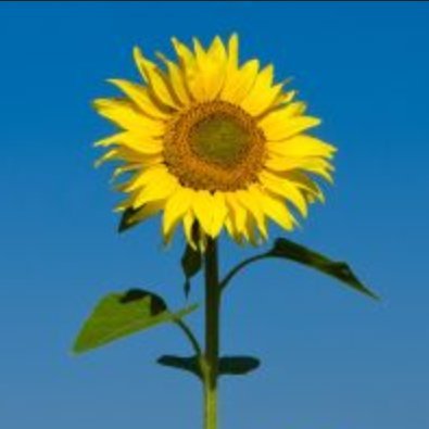 blueeyesandpie's profile picture. 