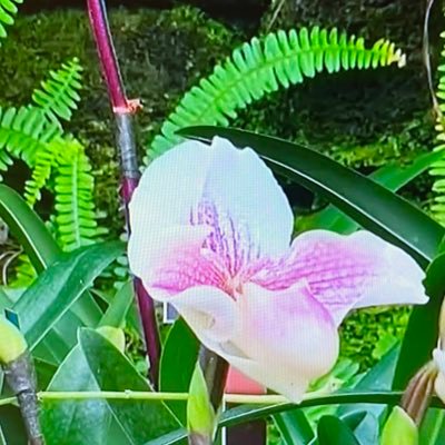 divadomestique's profile picture. Concerned citizen, musician, reader