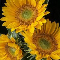 Diane Marie 🇺🇦☮ (@dianemiesbauer) 's Twitter Profile Photo