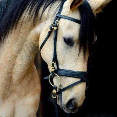 LunglungPk's profile picture. 