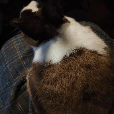 tutue04710715's profile picture. English is not good 在练习画画，爱您❤️